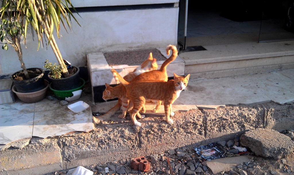 IMAG0068