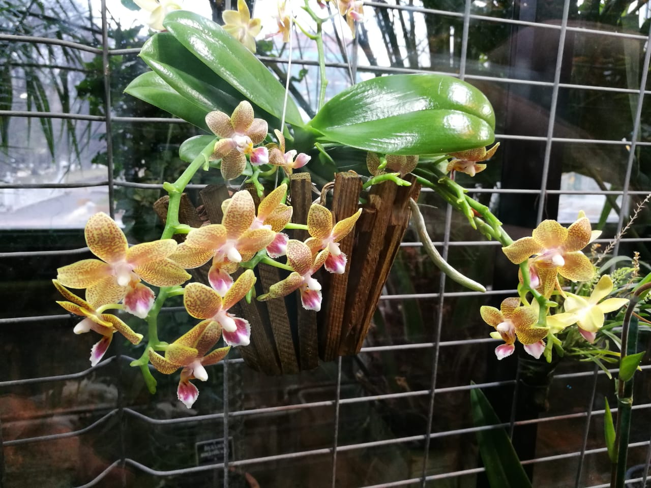 IMG-20190329-WA0074