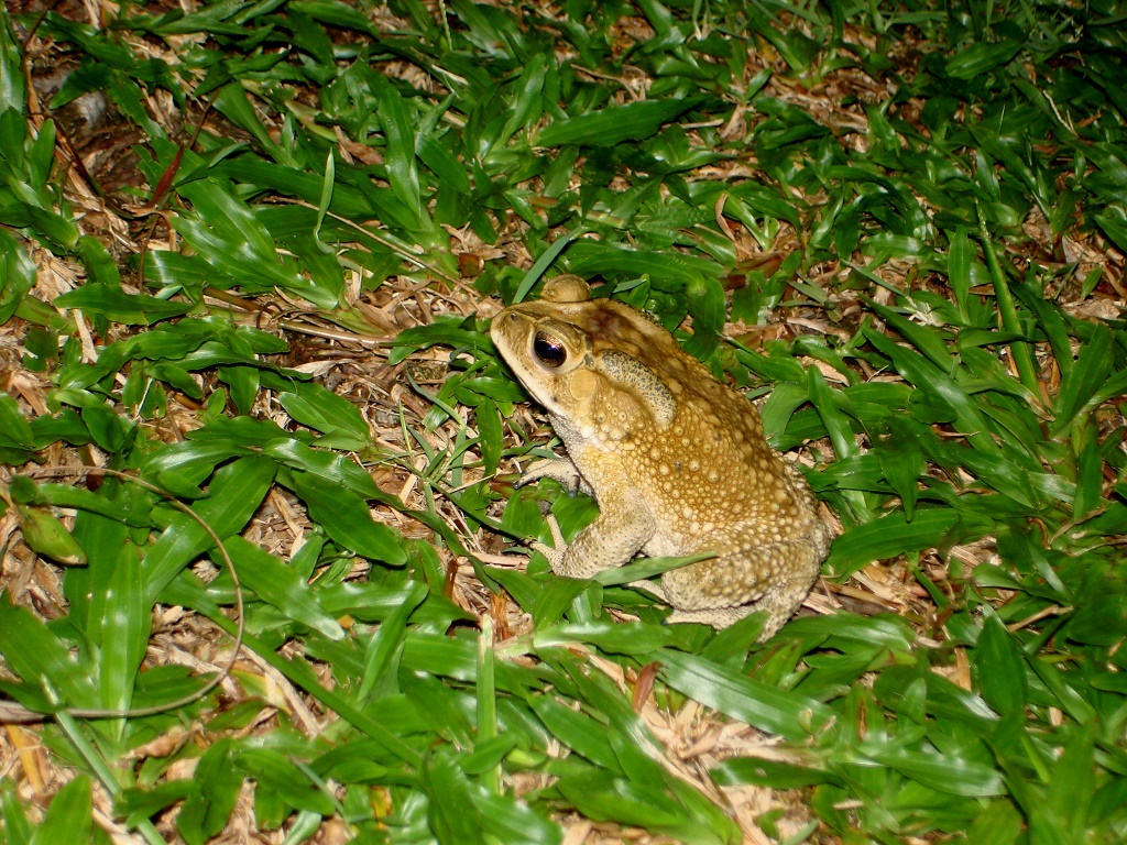 DSC00595